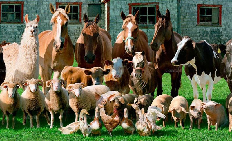 Сталь для животноводства